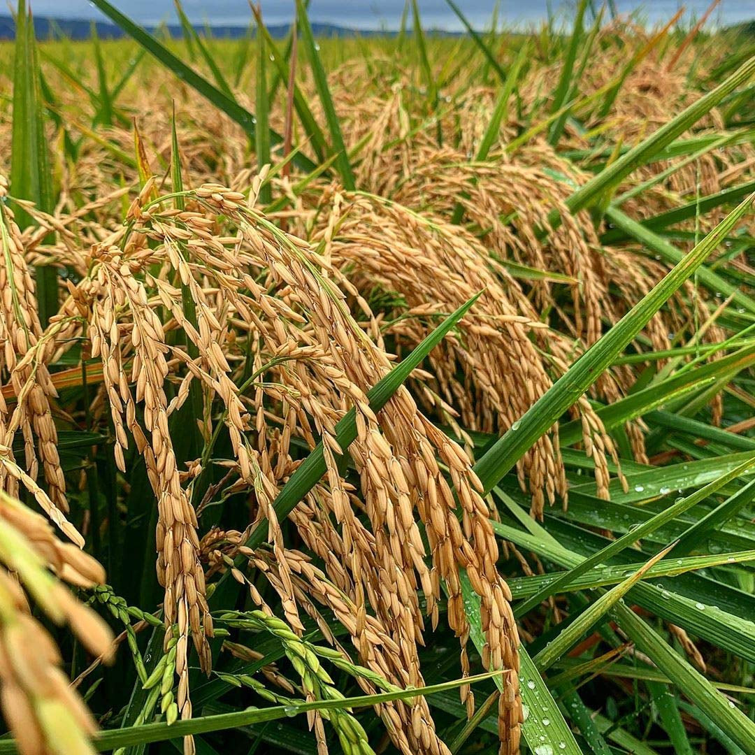 Inland Cape Rice, Long-Grain White Rice - Non-Gmo, USA Grown, 25 Lb Bag