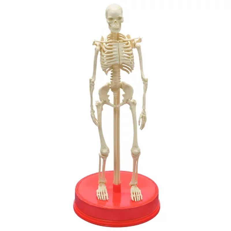 The Bones Book and Skeleton, Mixed Media